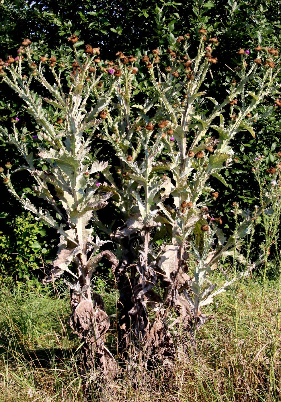 Изображение особи Onopordum acanthium.