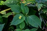 Impatiens parviflora. Верхушка цветущего и плодоносящего растения. Калининградская обл., Правдинский р-н, пос. Дружба, окр. шлюза №1 Мазурского канала, опушка лиственного леса. 02.07.2025.