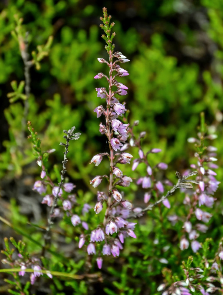 Изображение особи Calluna vulgaris.
