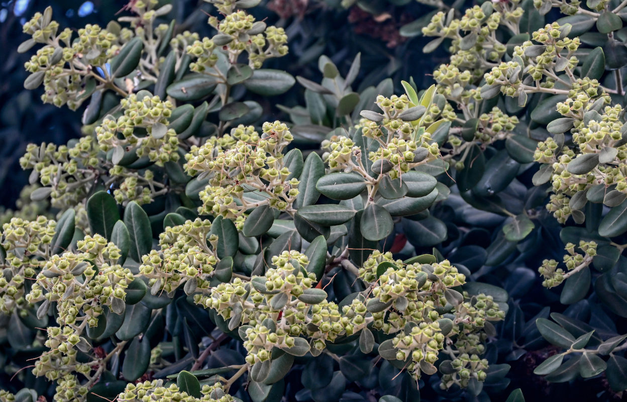 Image of Metrosideros excelsa specimen.
