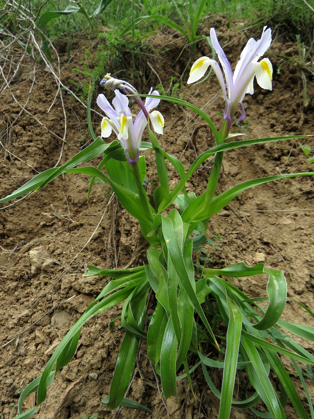 Image of Juno vicaria specimen.