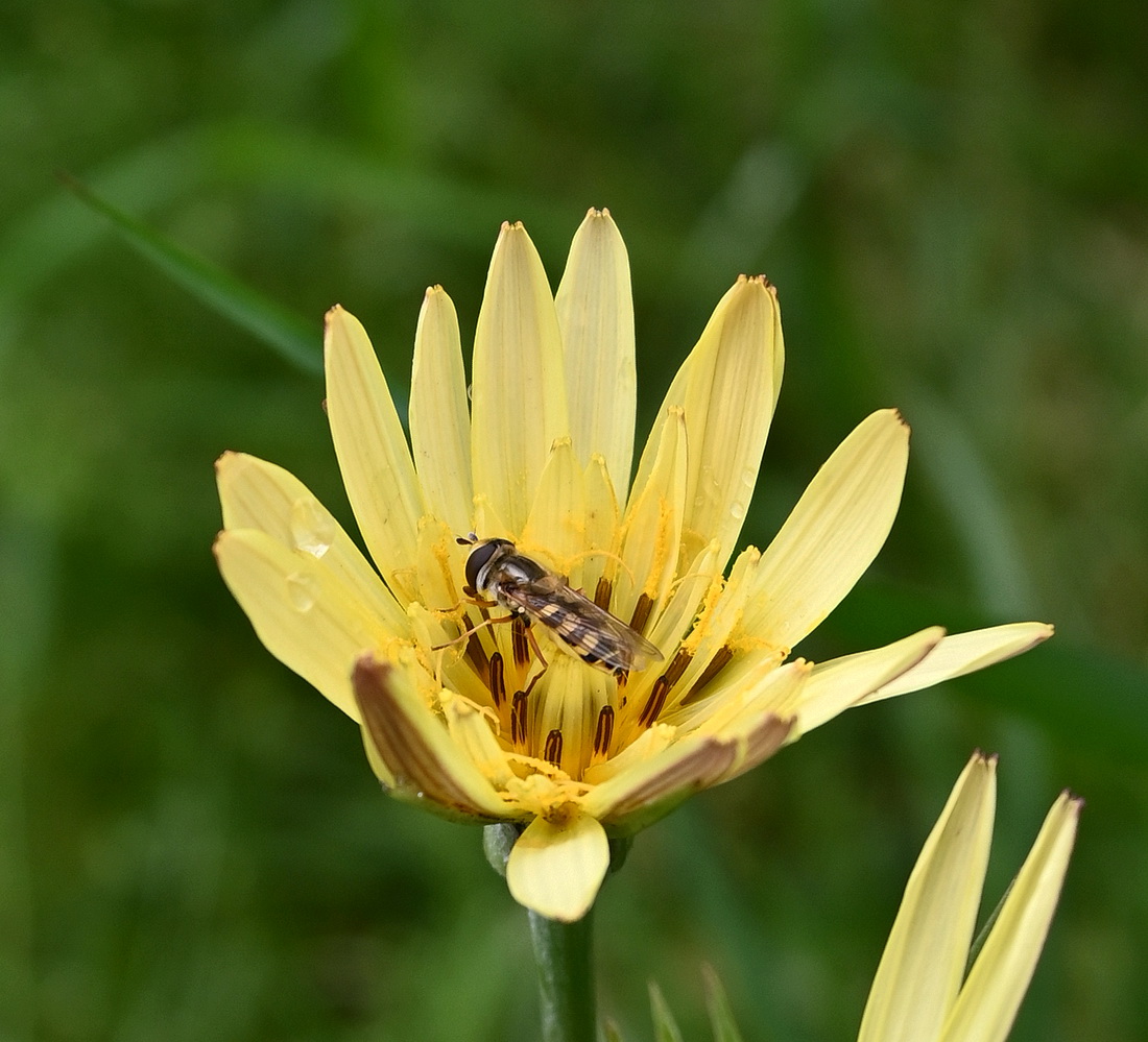 Image of genus Tragopogon specimen.