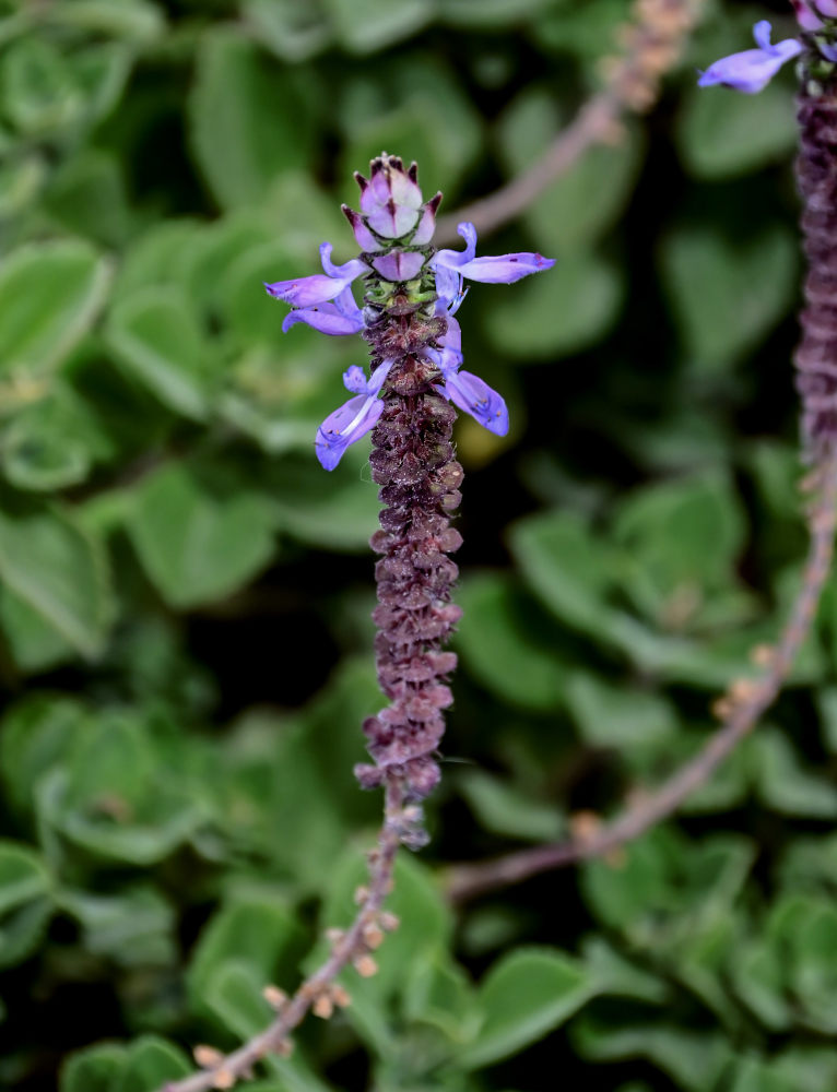 Изображение особи Coleus caninus.