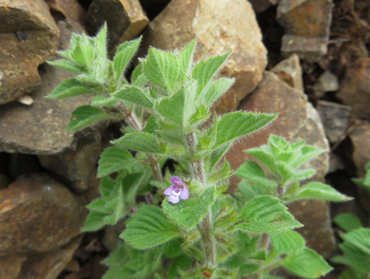 Image of Ziziphora graveolens specimen.