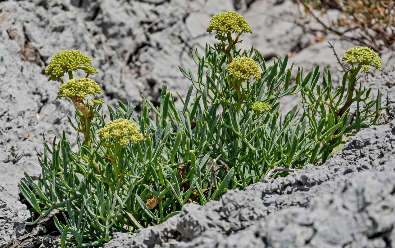 Изображение особи Crithmum maritimum.