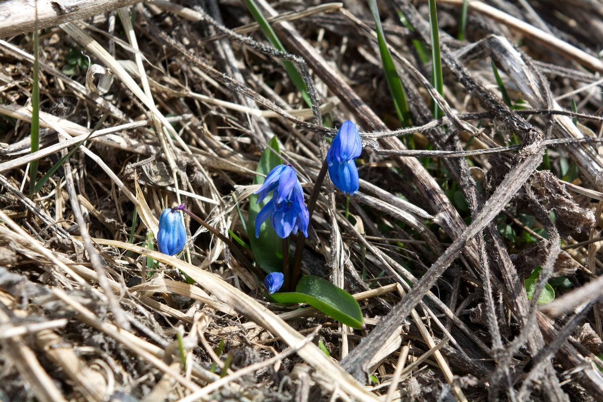 Изображение особи Scilla siberica.