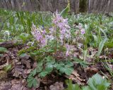 Corydalis caucasica