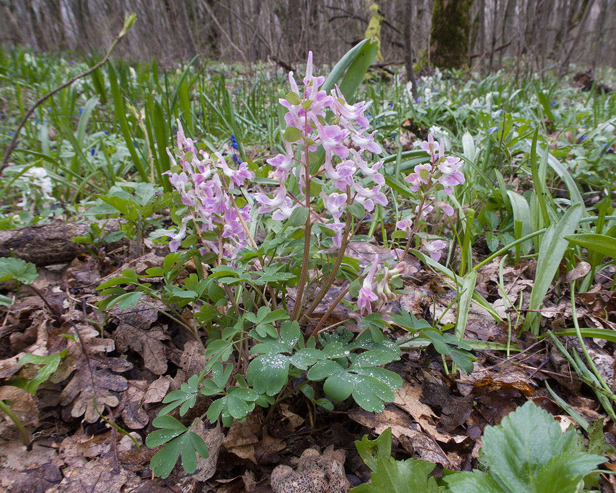 Изображение особи Corydalis caucasica.