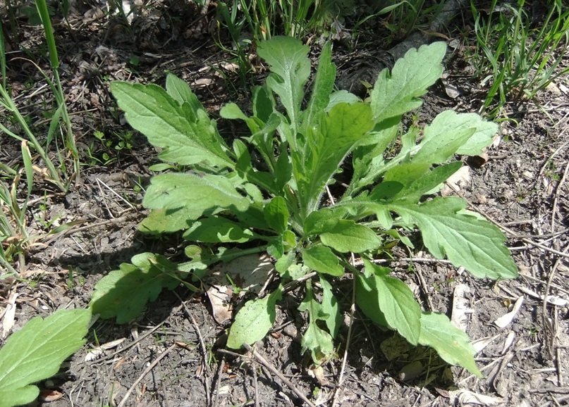 Изображение особи Erigeron annuus.