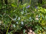 Vinca herbacea. Части цветущих и вегетирующих растений. Крым, Кировский р-н, окр. с. Грушёвка и г. Старый Крым, дубово-грабовый участок леса, возле грунтовой дороги. 03.05.2025.