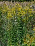 Solidago canadensis. Цветущие растения. Московская обл., Чеховский р-н, окр. дер. Оксино, окраина залежи. 31.08.2025.
