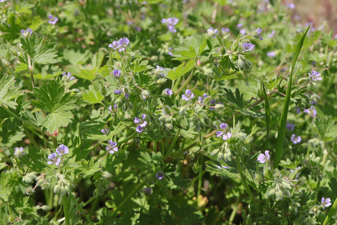 Изображение особи Geranium pusillum.