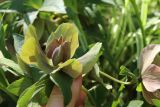 Helleborus abchasicus. Плод (приподнят). Санкт-Петербург, Кировский р-н, палисадник у жилого дома, в культуре. 08.05.2026.