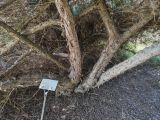 Juniperus virginiana. Нижняя часть плодоносящего растения (\"hetz\"), снизу на земле прошлогодние плоды. Волгоград, Волгоградский региональный ботанический сад. 23.05.2026.