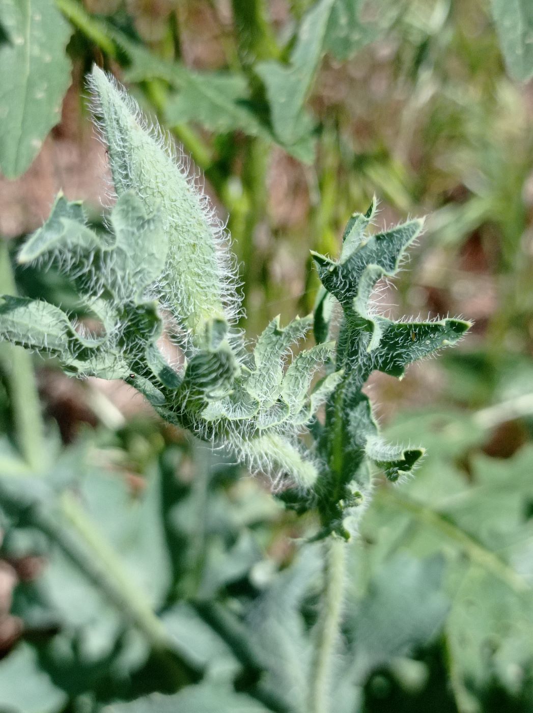 Изображение особи Glaucium corniculatum.