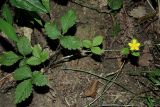 Duchesnea indica. Цветущее растение. Краснодарский край, муниципальное образование город-курорт Сочи, Адлерский р-н, Кудепстинский сельский округ, окр. пос. Дубравный, Кудепстинский дендропарк, широколиственный лес. 04.07.2024.