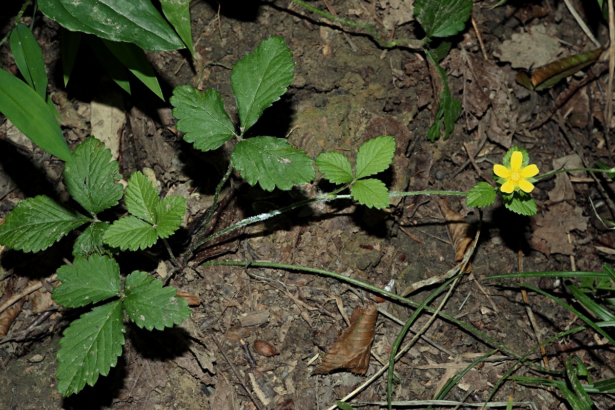 Изображение особи Duchesnea indica.