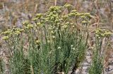 Helichrysum italicum