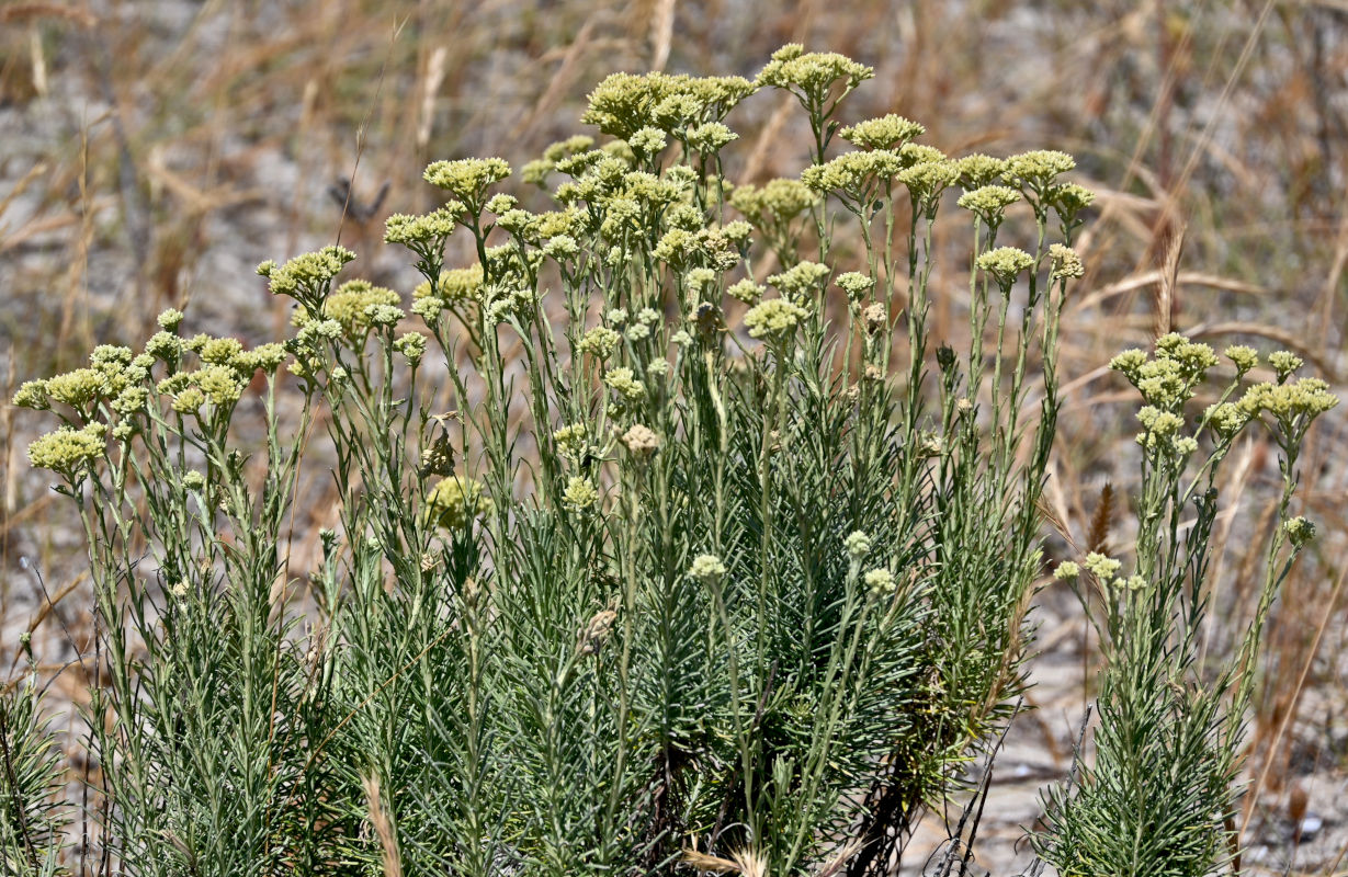 Image of Helichrysum italicum specimen.