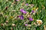 Centaurea sphaerocephala. Верхушки побегов с соцветиями на разных стадиях развития. Португалия, округ Бежа, окр. г. Карвальял, каменистый склон. 06.06.2026.