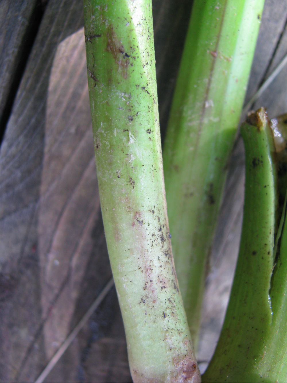 Image of Unknown species specimen.