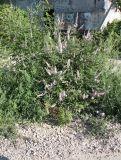 Vitex agnus-castus