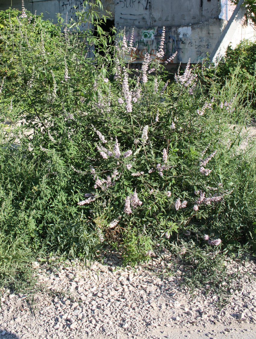 Изображение особи Vitex agnus-castus.