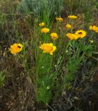 Anthemis tinctoria