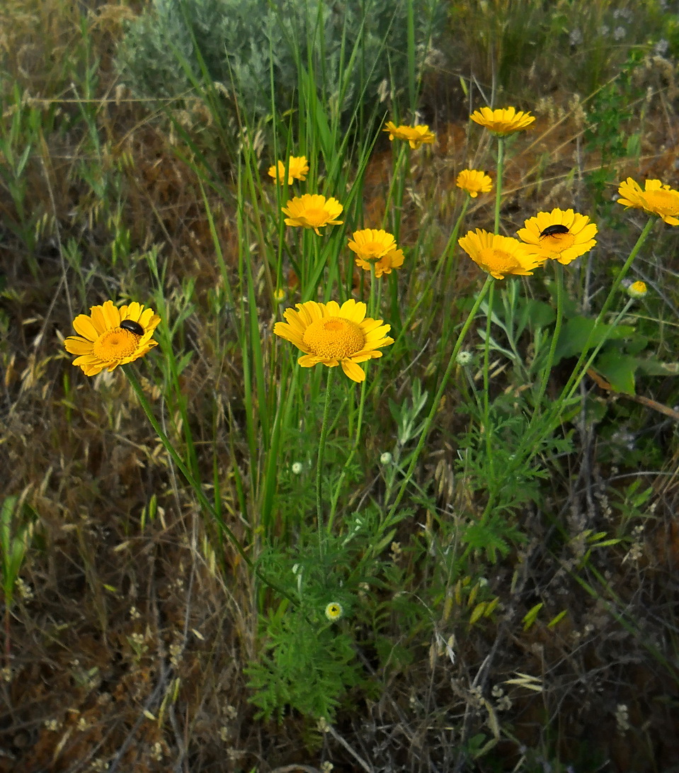 Изображение особи Anthemis tinctoria.