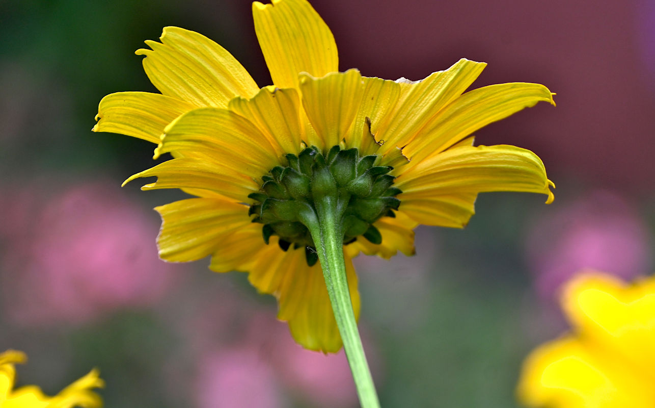 Изображение особи Heliopsis helianthoides ssp. scabra.