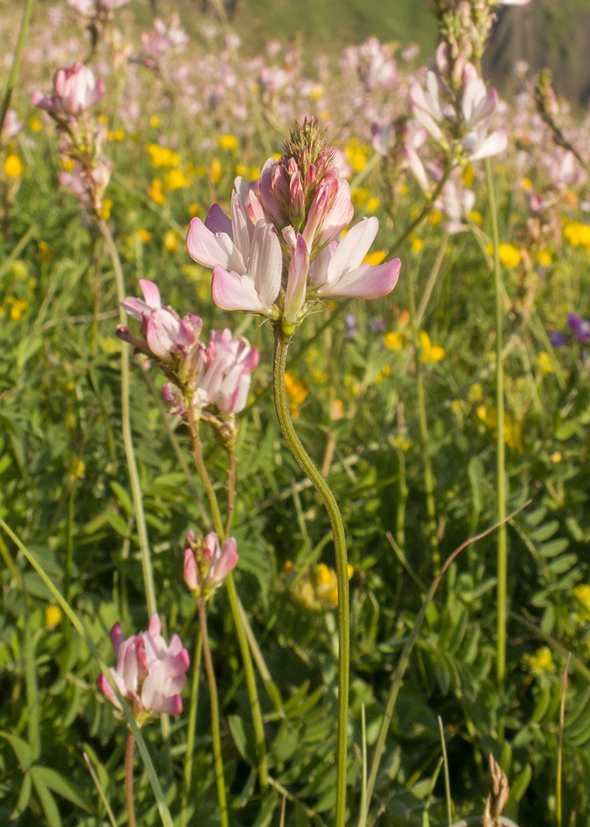 Image of genus Onobrychis specimen.