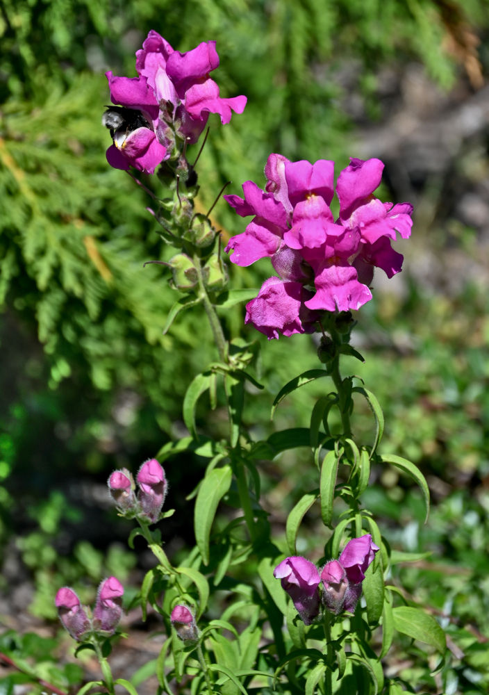 Изображение особи Antirrhinum majus.