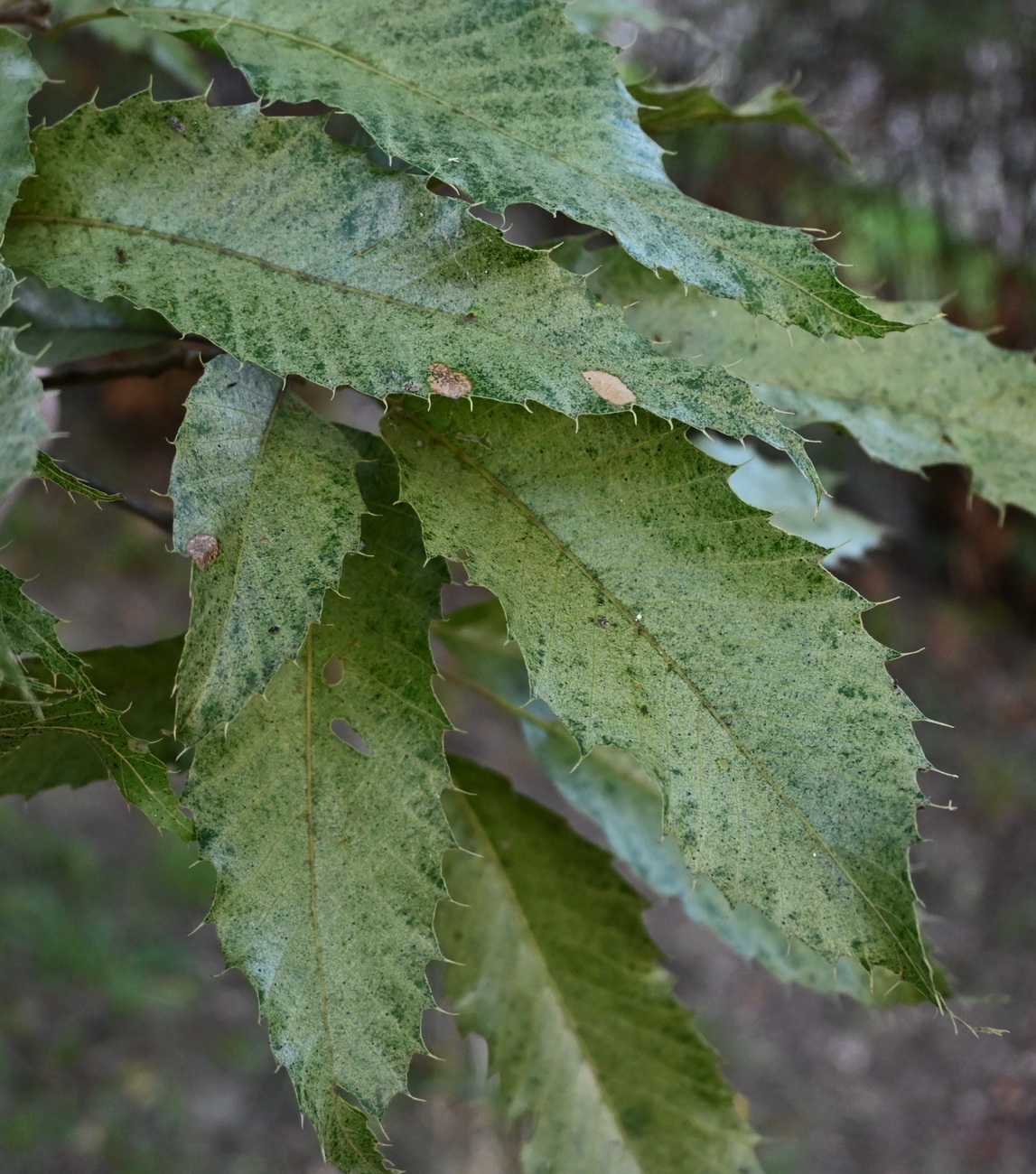 Изображение особи Quercus acutissima.