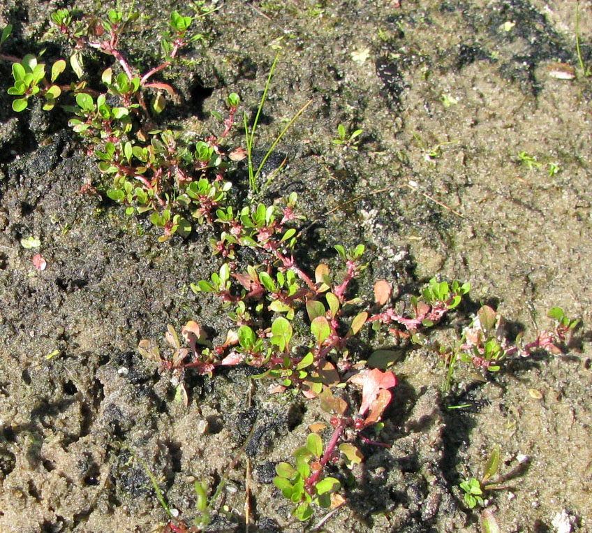 Image of Peplis portula specimen.