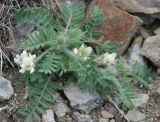 Oxytropis pallasii. Цветущее растение. Южный Берег Крыма, пос. Новый Свет, гора Караул-Оба. 06.05.2011.