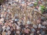 Anisantha tectorum