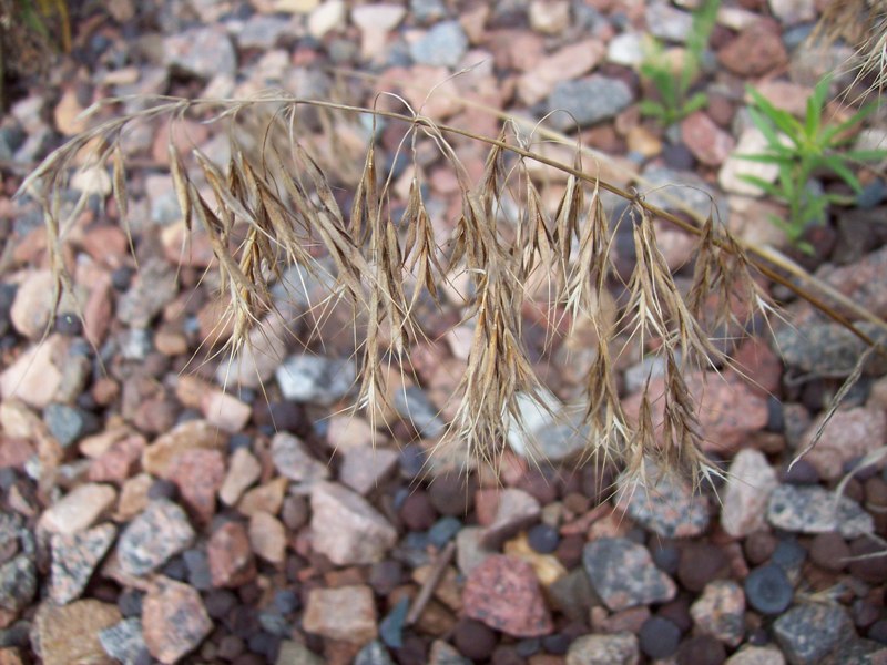 Изображение особи Anisantha tectorum.