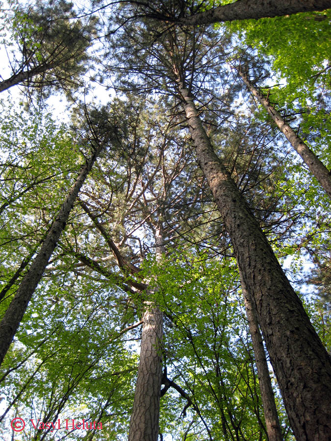 Изображение особи Pinus pallasiana.