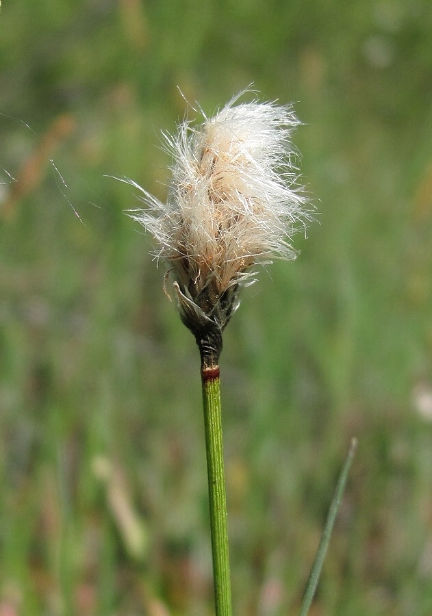 Image of Eriophorum russeolum specimen.