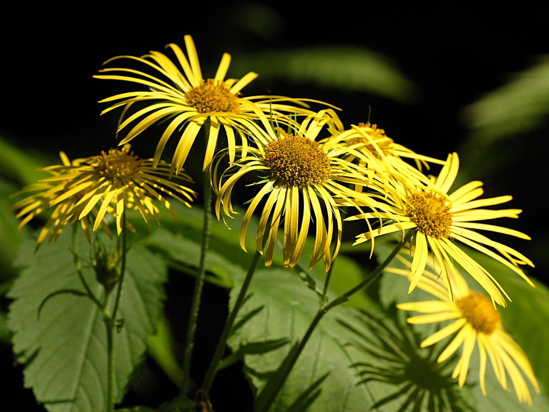 Изображение особи Doronicum austriacum.