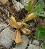 Centaurium erythraea