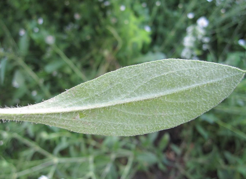 Изображение особи Silene dichotoma.