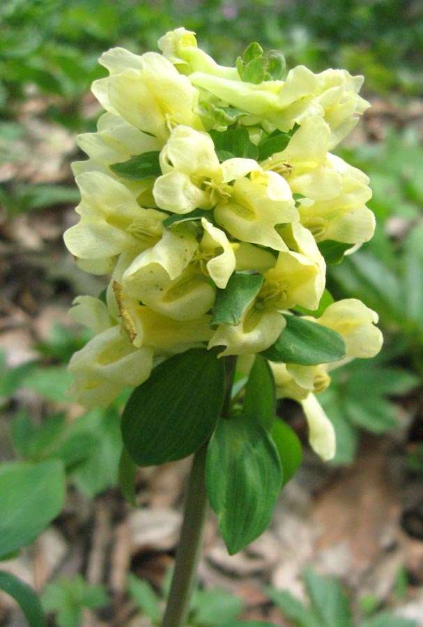 Изображение особи Corydalis marschalliana.