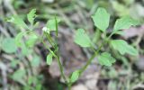 Cardamine flexuosa