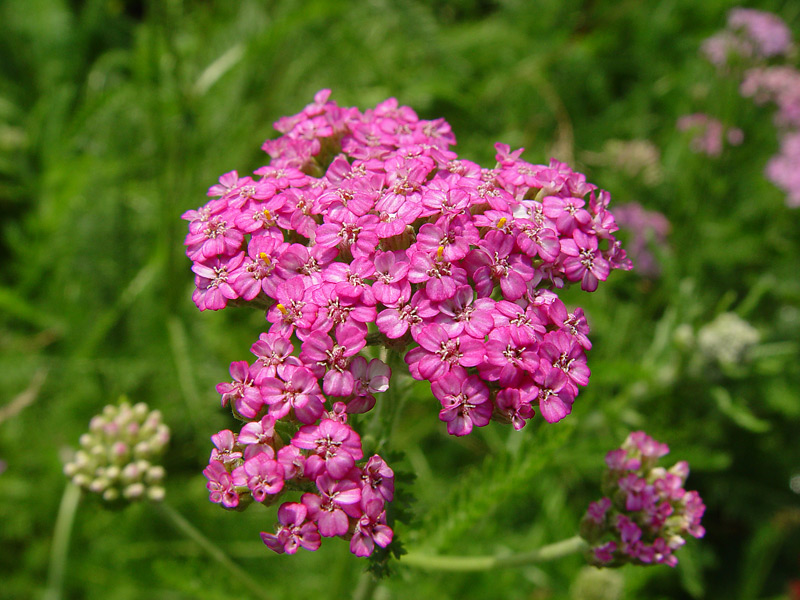 Image of Achillea millefolium specimen.