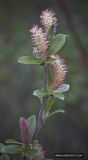 Salix glauca