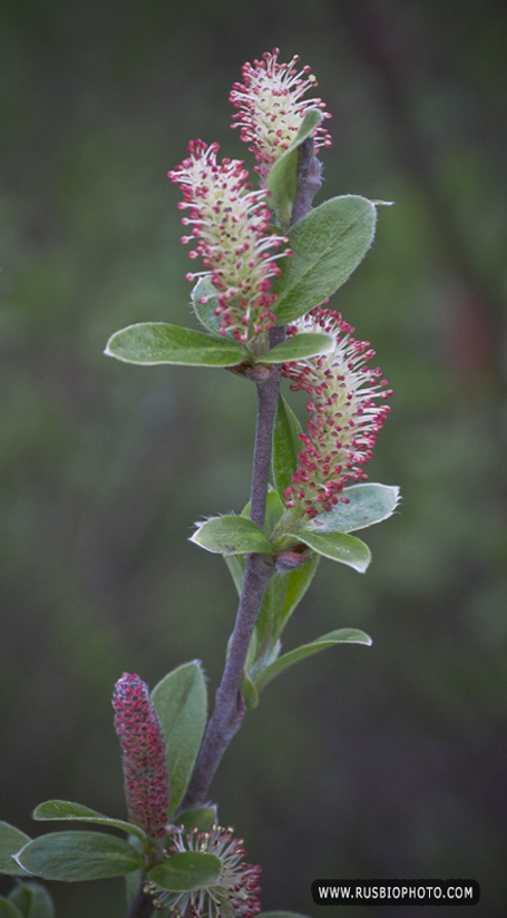 Изображение особи Salix glauca.