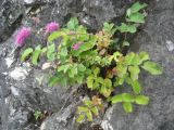 Sanguisorba magnifica. Цветущее растение в расщелине известняковой скалы. Приморский край, Партизанский район, окр. села Кузнецово. 17.09.2011.