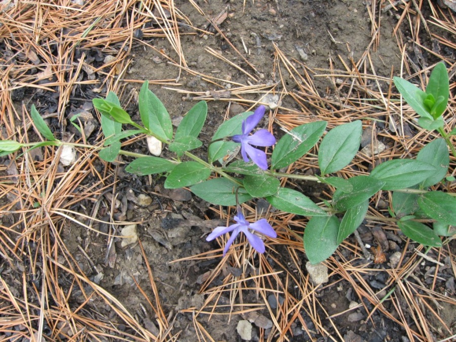 Image of Vinca herbacea specimen.