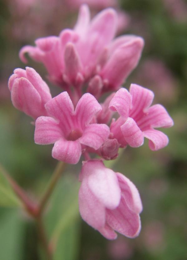 Image of Trachomitum lancifolium specimen.